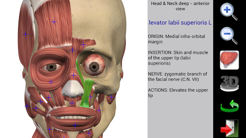 Visual Muscles 3D Screen 3