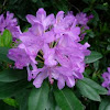 Rododendron. Rhododendron