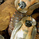 Death's Head Cockroaches