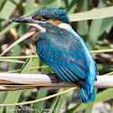 Kingfisher; Martín Pescador