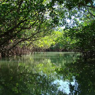 【免費旅遊App】Langkawi Mangrove Tour-APP點子