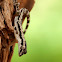 Bark Gecko