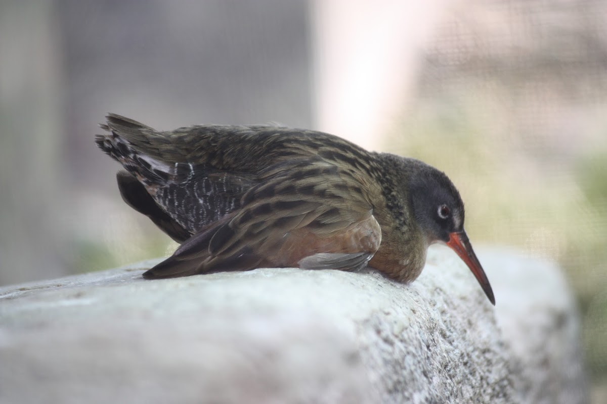 Virginia Rail