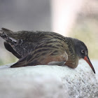 Virginia Rail