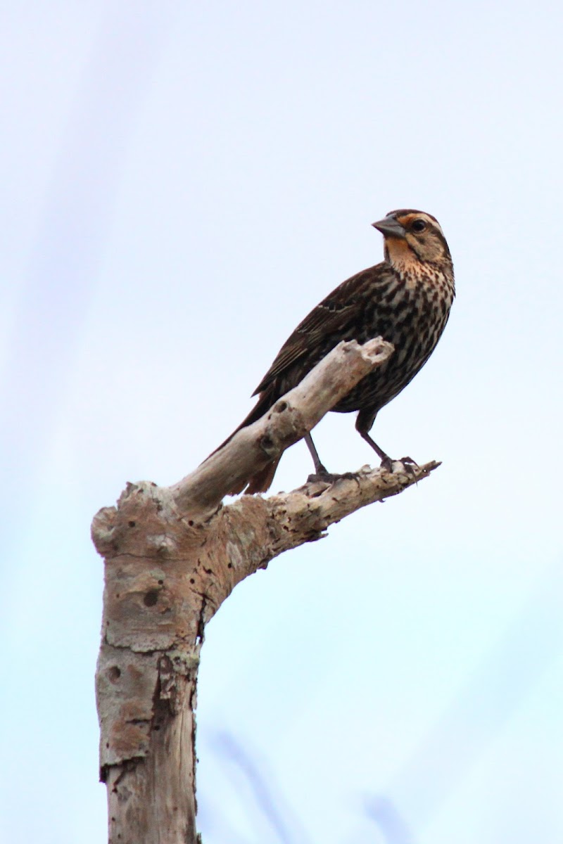 Red-Winged Blackbird (Juvenile)