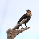 Red-Winged Blackbird (Juvenile)