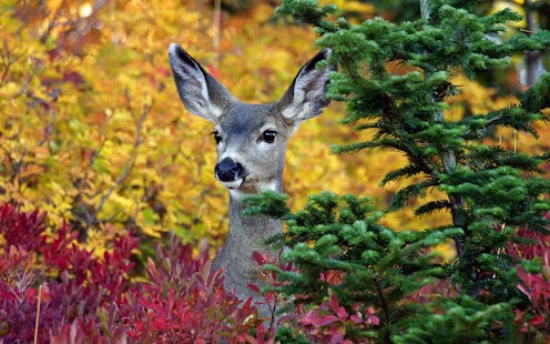 Deer Wallpaper Screenshots 13