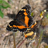 Bordered Patch Butterfly