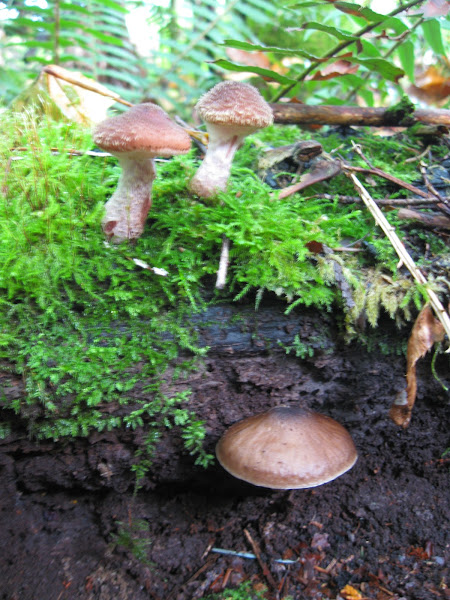 Armillaria Honey Mushroom Project Noah