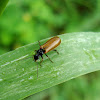 Comb-clawed Beetle