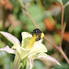 Long-Horned bee