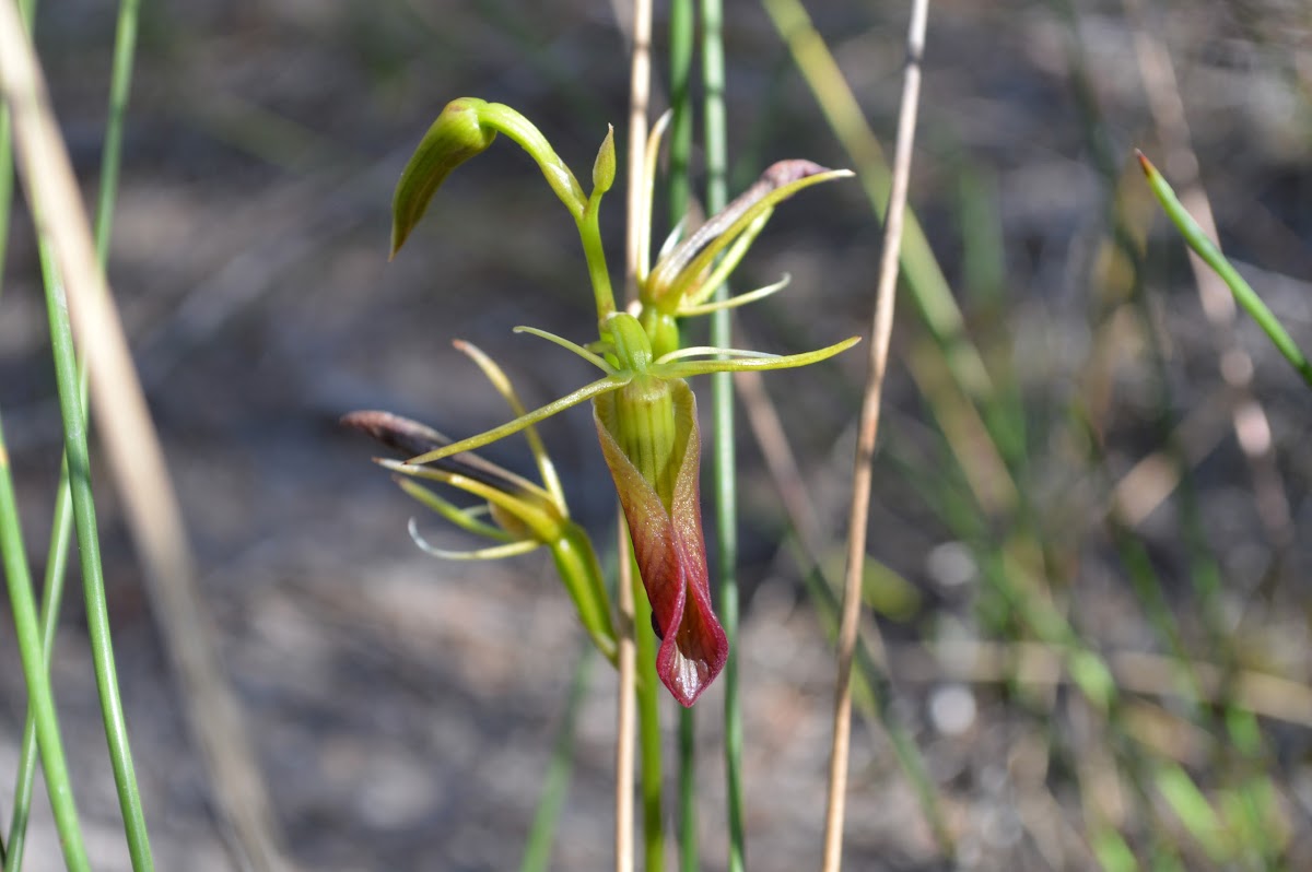 Large tongue orchid