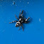 Bold Jumper or Daring Jumping Spider, Bryantae variation