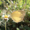 Large Grass Yellow or Common Grass Yellow