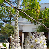 Urginea maritima. Cebolla albarrana, albarrana, escila o esquila 