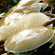 Porcelain fungus