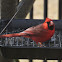 Northern Cardinal         Male