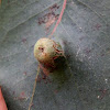 Psyllid leaf galls & lerp