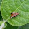 Seed Eating Bug