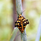 Orange-headed Wasp Moth