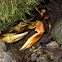 Freshwater Land Crab