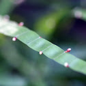 Ribbon Plant