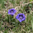 Clusius' gentian