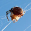 Shamrock orb weaver