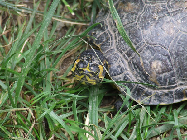 Yellow-bellied slider,Tarataruga-da-Flórida | Project Noah