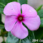 Madagascar Rosy Periwinkle