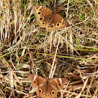 Common Buckeye Butterfly