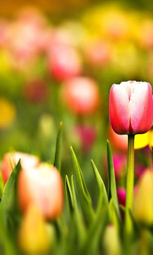 Tulip Wallpaper