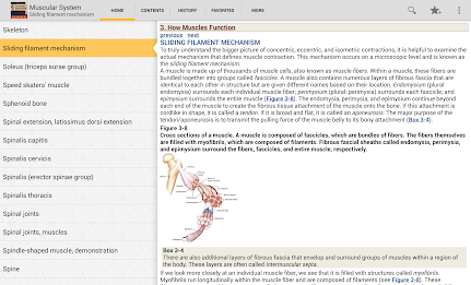 Muscular System Manual poster 11