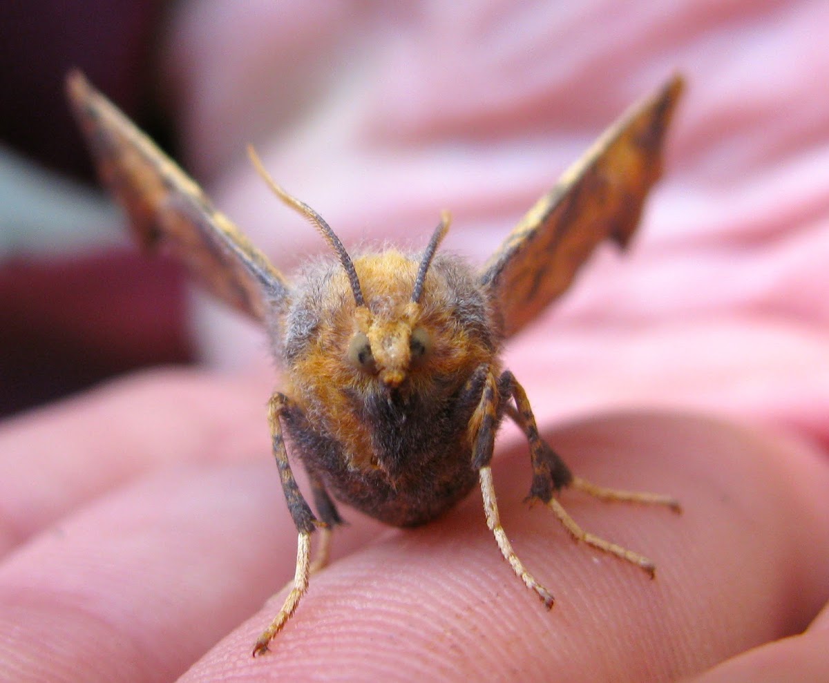 Notch-wing Moth