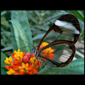 Beautiful Butterflies logo