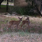 Baby White-tailed Deer