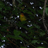 Rust and Yellow Tanager