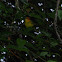 Rust and Yellow Tanager