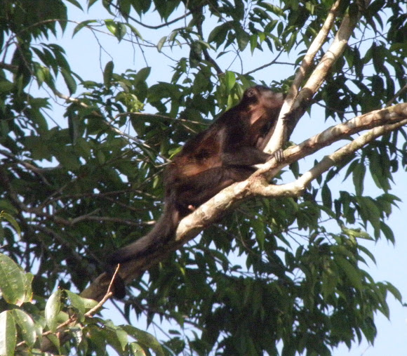 mantled Howler monkey | Project Noah