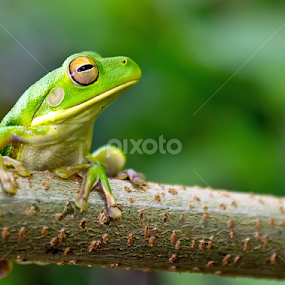 frog by Bastian M - Animals Amphibians