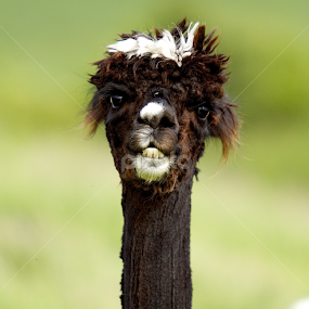 by James Blyth Currie - Animals Other Mammals