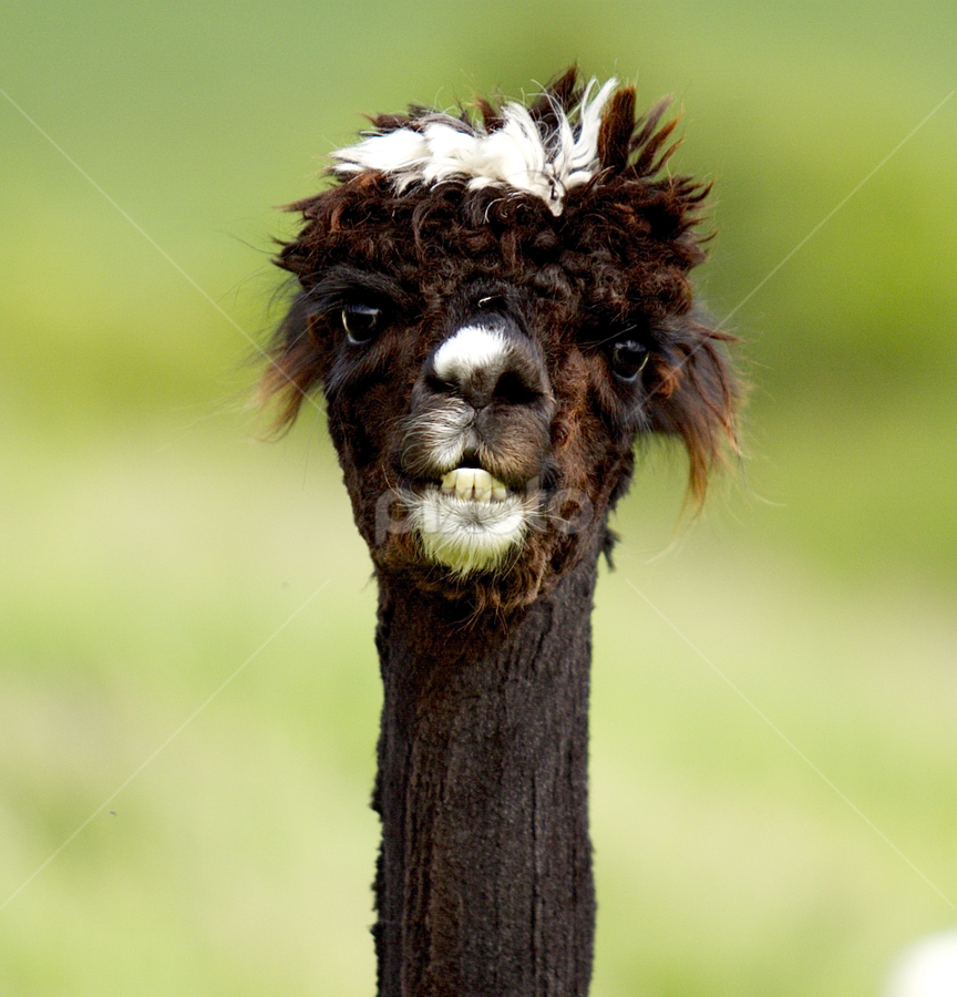 by James Blyth Currie - Animals Other Mammals