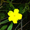 Winter jasmine