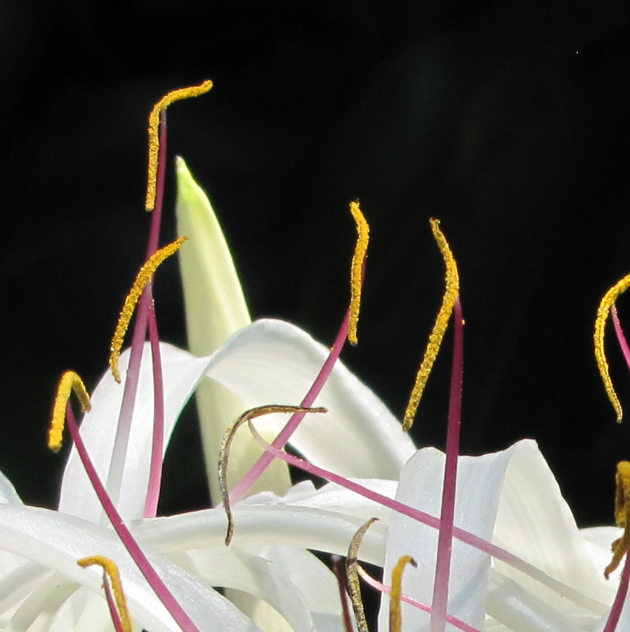 Giant Crinum Lily