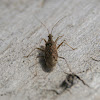Damsel Bugs