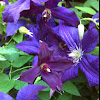 Clematis "Polish Sky's"