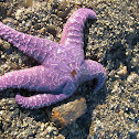 Ochre sea star