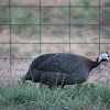 Helmeted Guineafowl