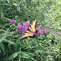 Eastern Tiger Swallowtail