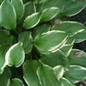 Hosta